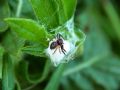 Synema globosum